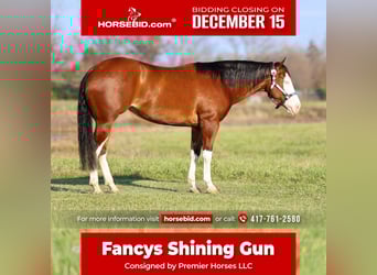 American Quarter Horse, Mare, 3 years, 15 hh, Bay