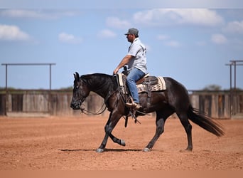 American Quarter Horse, Mare, 3 years, 15 hh, Black