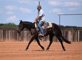 American Quarter Horse, Mare, 3 years, 15 hh, Black