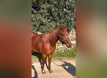 American Quarter Horse, Mare, 3 years, 15 hh, Brown