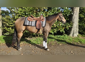 American Quarter Horse, Mare, 3 years, 15 hh, Buckskin