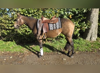 American Quarter Horse, Mare, 3 years, 15 hh, Buckskin