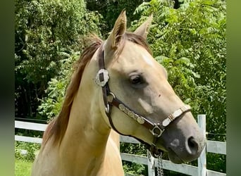 American Quarter Horse, Mare, 3 years, 15 hh, Buckskin