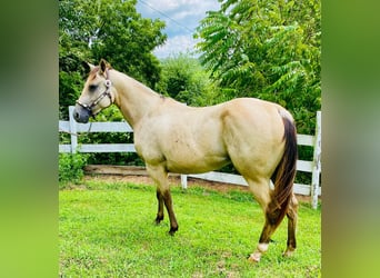 American Quarter Horse, Mare, 3 years, 15 hh, Buckskin