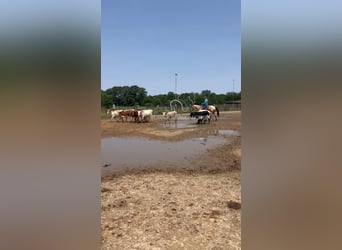 American Quarter Horse, Mare, 3 years, 15 hh, Buckskin