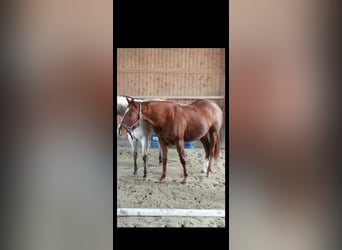 American Quarter Horse, Mare, 3 years, 15 hh, Chestnut-Red