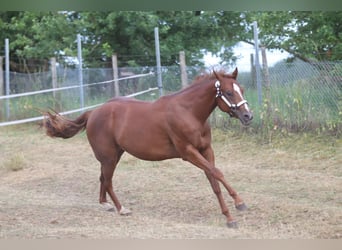 American Quarter Horse, Mare, 3 years, 15 hh, Chestnut-Red