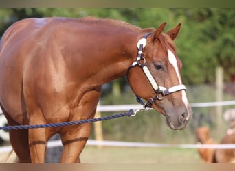 American Quarter Horse, Mare, 3 years, 15 hh, Chestnut-Red