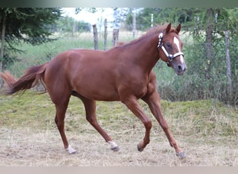 American Quarter Horse, Mare, 3 years, 15 hh, Chestnut-Red