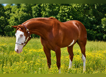American Quarter Horse, Mare, 3 years, 15 hh, Chestnut