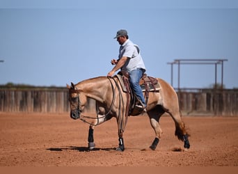 American Quarter Horse, Mare, 3 years, 15 hh, Dun