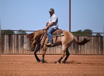 American Quarter Horse, Mare, 3 years, 15 hh, Dun