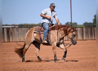 American Quarter Horse, Mare, 3 years, 15 hh, Dun