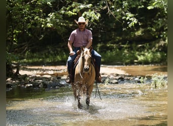 American Quarter Horse, Mare, 3 years, 15 hh, Palomino