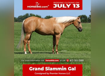 American Quarter Horse, Mare, 3 years, 15 hh, Palomino
