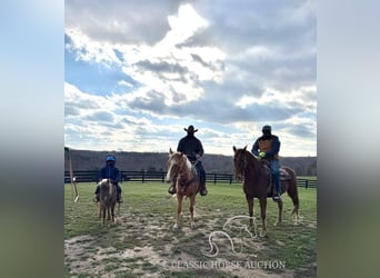 American Quarter Horse, Mare, 3 years, 15 hh, Palomino