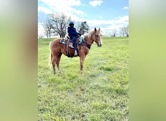 American Quarter Horse, Mare, 3 years, 15 hh, Palomino