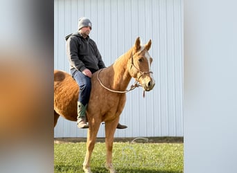 American Quarter Horse, Mare, 3 years, 15 hh, Palomino