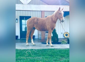 American Quarter Horse, Mare, 3 years, 15 hh, Palomino