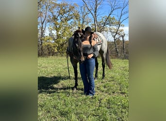 American Quarter Horse, Mare, 3 years, 15 hh, Roan-Bay
