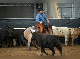 American Quarter Horse, Mare, 3 years, 15 hh, Roan-Bay