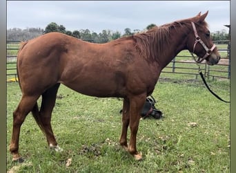 American Quarter Horse, Mare, 3 years, 15 hh, Sorrel