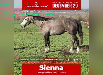 American Quarter Horse, Mare, 3 years, 15,1 hh, Grey-Dapple