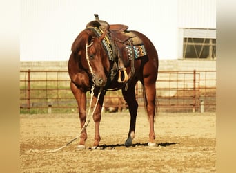 American Quarter Horse, Mare, 3 years, 15,1 hh, Sorrel