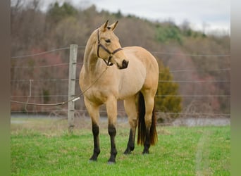 American Quarter Horse, Mare, 3 years, 16 hh, Buckskin
