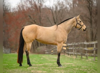 American Quarter Horse, Mare, 3 years, 16 hh, Buckskin