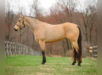 American Quarter Horse, Mare, 3 years, 16 hh, Buckskin