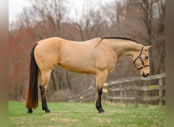 American Quarter Horse, Mare, 3 years, 16 hh, Buckskin