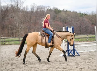 American Quarter Horse, Mare, 3 years, 16 hh, Buckskin