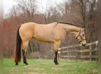 American Quarter Horse, Mare, 3 years, 16 hh, Buckskin