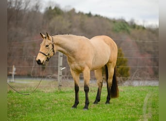American Quarter Horse, Mare, 3 years, 16 hh, Buckskin