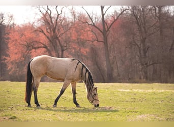 American Quarter Horse, Mare, 3 years, 16 hh, Buckskin