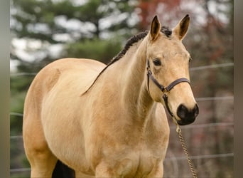 American Quarter Horse, Mare, 3 years, 16 hh, Buckskin