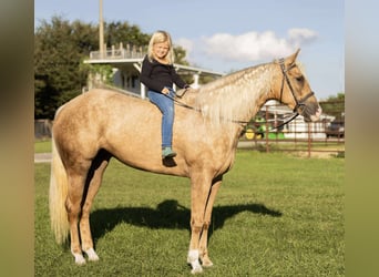 American Quarter Horse, Mare, 3 years, 16 hh, Palomino