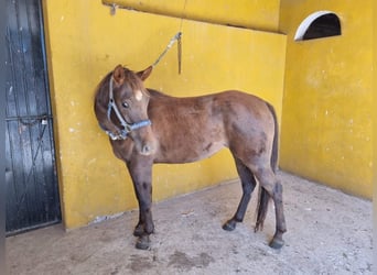 American Quarter Horse, Mare, 3 years, 17 hh, Chestnut-Red
