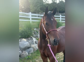 American Quarter Horse, Mare, 3 years, Bay