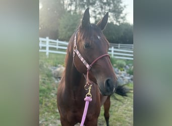 American Quarter Horse, Mare, 3 years, Bay