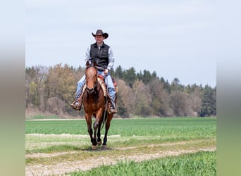 American Quarter Horse, Mare, 3 years, Bay-Dark