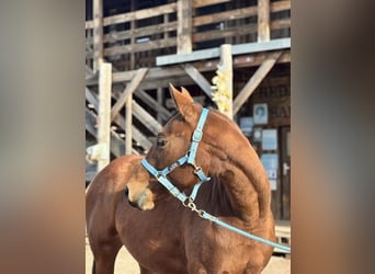 American Quarter Horse, Mare, 3 years, Brown