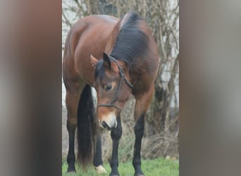 American Quarter Horse, Mare, 3 years, Brown