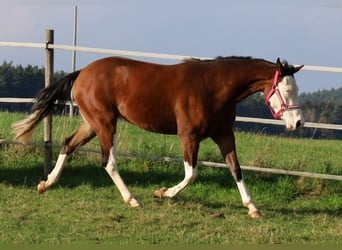 American Quarter Horse, Mare, 3 years, Brown