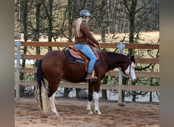 American Quarter Horse, Mare, 3 years, Brown