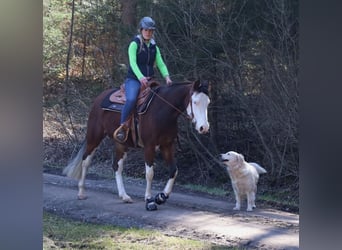 American Quarter Horse, Mare, 3 years, Brown