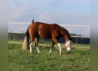 American Quarter Horse, Mare, 3 years, Brown