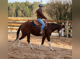 American Quarter Horse, Mare, 3 years, Brown