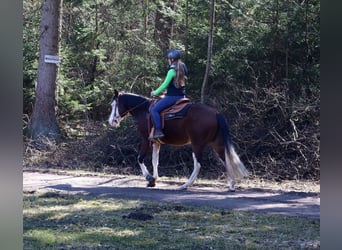 American Quarter Horse, Mare, 3 years, Brown